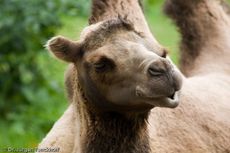 Kamel (27 von 108).jpg